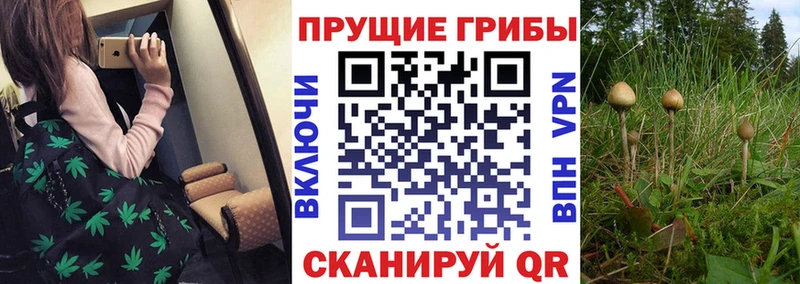 omg зеркало  Норильск  Псилоцибиновые грибы Psilocybine cubensis 